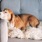 Hound dog snoozing on a gray couch